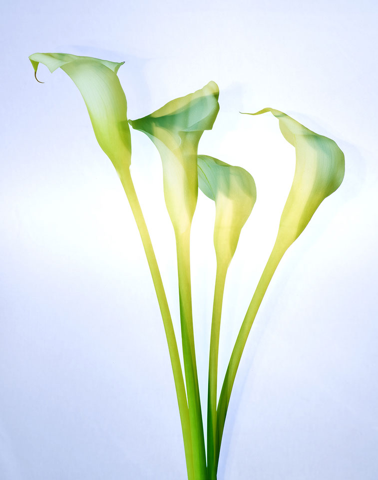 fleur, aromes